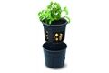 PROSPERPLAST Kartoffeltopf 392 x 316 mm