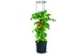 PROSPERPLAST Tomatentopf 392 x 315 x 316/1530 mm