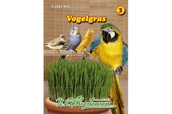  Saatgut Vogelgras (Phleum pratense)