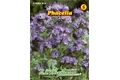  Saatgut Phacelia