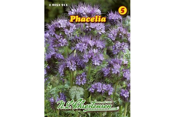  Saatgut Phacelia