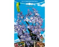 Blumenzwiebeln Chionodoxa Luciliae, Blau-Weiß, 10 St. standfeste Frühjahrsblüher