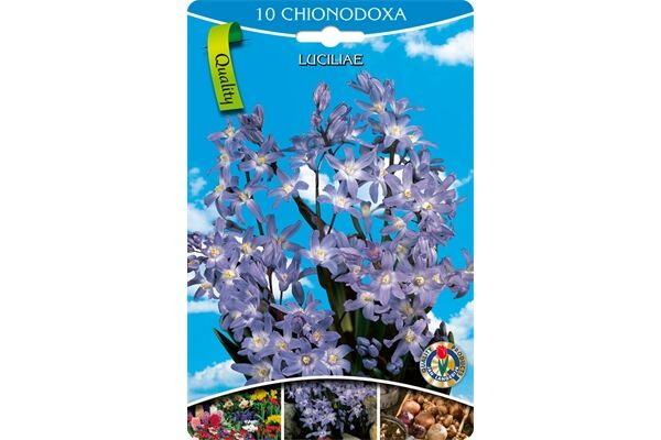  Blumenzwiebeln Chionodoxa Luciliae, Blau-Weiß,