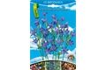  Blumenzwiebeln Brodiaea Hyazinthe California,