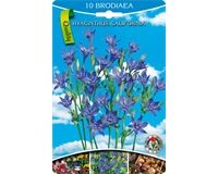 Blumenzwiebeln Brodiaea Hyazinthe California, Blau, 10 Stück