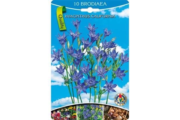  Blumenzwiebeln Brodiaea Hyazinthe California,