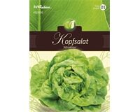Saatgut Kopfsalat, Attraktion, für 150 Pflanzen