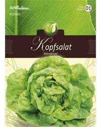 Saatgut Kopfsalat, Attraktion, für 150 Pflanzen
