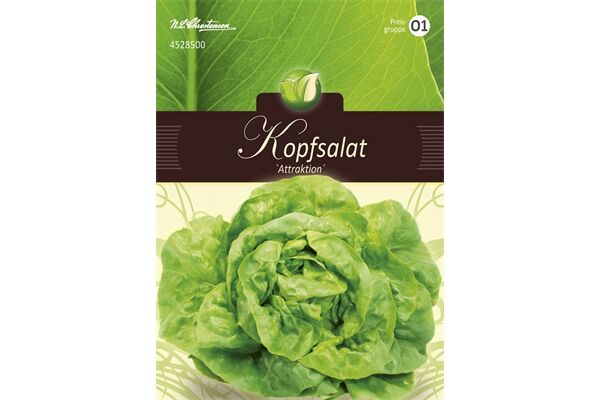  Saatgut Kopfsalat, Attraktion, für 150 Pflanzen
