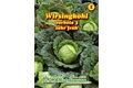  Saatgut Wirsingkohl Vorbote 3, sehr frühe Sorte,