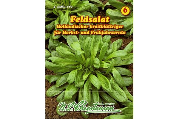  Saatgut Feldsalat Holländischer breitblättriger