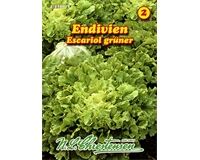Saatgut Endivien, Escariol grüner, für 400 Pflanzen