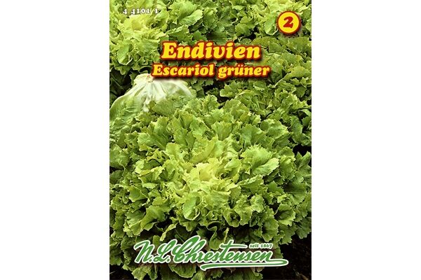  Saatgut Endivien, Escariol grüner,