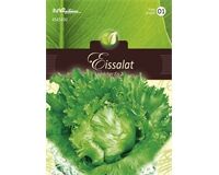 Saatgut Eissalat, Laibacher Eis 2, für 200 Pflanzen