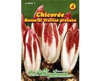 Saatgut Chicorée Rossa di Treviso precoce für ca. 100 Pflanzen