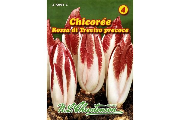  Saatgut Chicorée Rossa di Treviso precoce