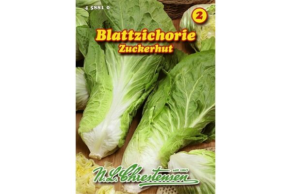  Saatgut Blattzichorie Zuckerhut sehr ertragreich