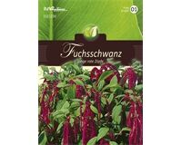 Saatgut Amaranthus, Fuchsschwanz, Rotblättrig, für ca. 130 Pflanzen
