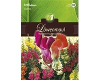 Saatgut Antirrhinum, Löwenmaul, Halbhohe Prachtmischung, für ca. 120 Pflanzen