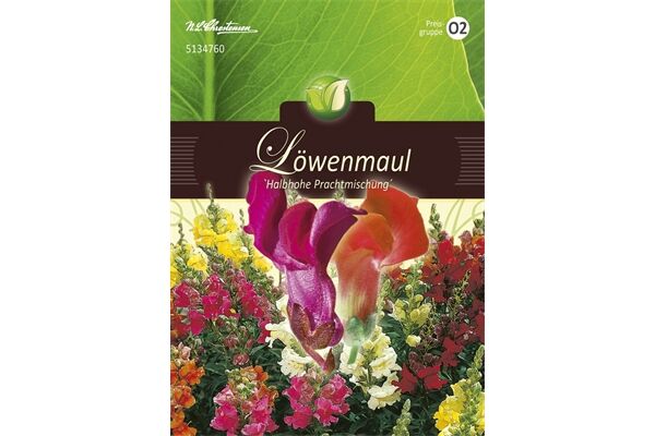  Saatgut Antirrhinum, Löwenmaul, Halbhohe