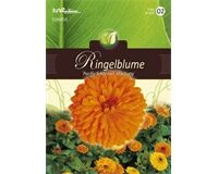 Saatgut Calendula, Ringelblume, Pacific Schönheit Mischung, für ca. 80 Pflanzen