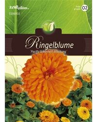 Saatgut Calendula, Ringelblume, Pacific Schönheit Mischung, für ca. 80 Pflanzen