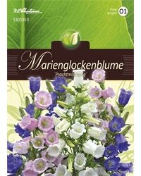 Saatgut Campanula Medium, Marienglockenblumen, Prachtmischung, für ca. 200 Pflanzen