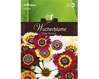 Saatgut Chrysanthemum, Wucherblumen, Frohe Mischung, für ca. 50 Pflanzen