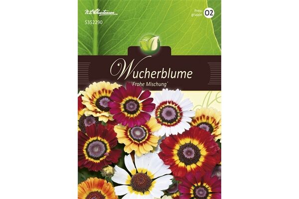  Saatgut Chrysanthemum, Wucherblumen, Frohe