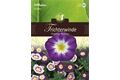  Saatgut Convolvulus Tricolor, Trichterwinde,