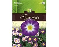 Saatgut Convolvulus Tricolor, Trichterwinde, Einjährige Mischung, für ca. 40 Pflanzen