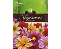 Saatgut Dahlia Mignon, Prachtmischung, für ca. 35 Pflanzen