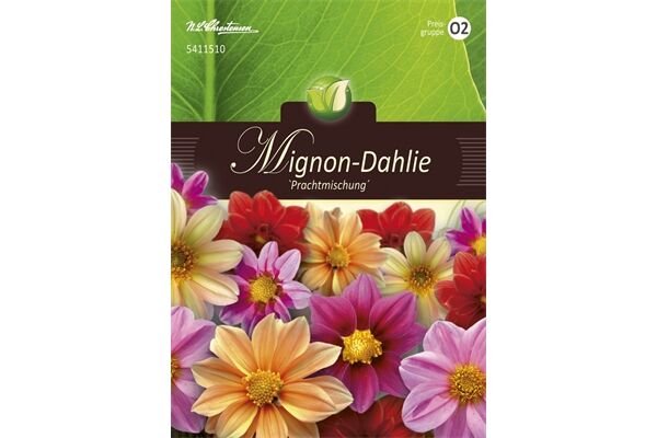  Saatgut Dahlia Mignon, Prachtmischung,