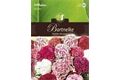  Saatgut Dianthus Bartnelken, Gefüllte Mischung,