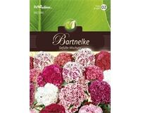 Saatgut Dianthus Bartnelken, Gefüllte Mischung, für ca. 80 Pflanzen
