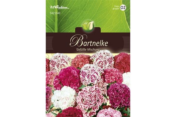  Saatgut Dianthus Bartnelken, Gefüllte Mischung,