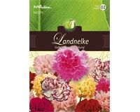 Saatgut Dianthus Landnelken, Gefüllte Prachtmischung, für ca. 65 Pflanzen