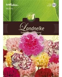 Saatgut Dianthus Landnelken, Gefüllte Prachtmischung, für ca. 65 Pflanzen