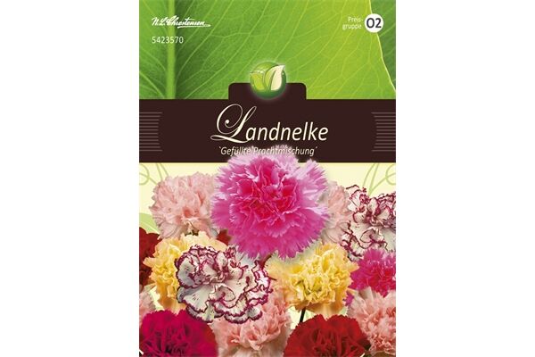  Saatgut Dianthus Landnelken, Gefüllte