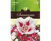 Saatgut Godetia Azaleenschau Sommerazalee, für ca. 65 Pflanzen
