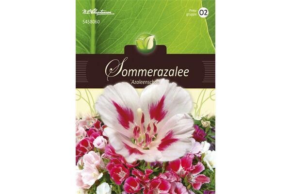  Saatgut Godetia Azaleenschau Sommerazalee,