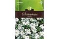  Saatgut Gypsophila Schleierkraut, weiß