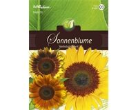 Saatgut Helianthus Sonnenblume, Mischung, für ca. 40 Pflanzen
