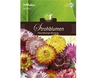 Saatgut Helichrysum Strohblumen, Riesenblumige Mischung, für ca. 80 Pflanzen
