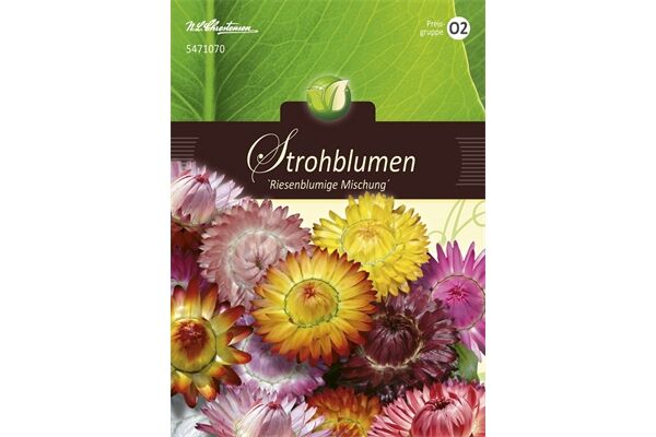  Saatgut Helichrysum Strohblumen, Riesenblumige