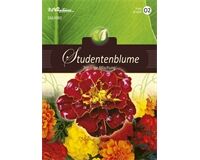 Saatgut Tagetes Studentenblume, Niedrige Mischung, für ca. 80 Pflanzen