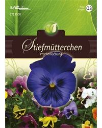 Saatgut Viola Hiemalis, Stiefmütterchen, Prachtmischung, für ca. 75 Pflanzen