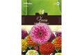  Saatgut Zinnia Zinnie, Dahlienblütige Mischung,