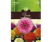 Saatgut Zinnia Zinnie, Dahlienblütige Mischung, für ca. 65 Pflanzen