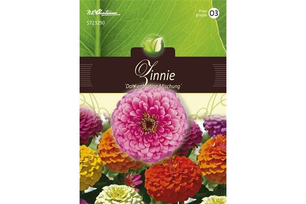  Saatgut Zinnia Zinnie, Dahlienblütige Mischung,